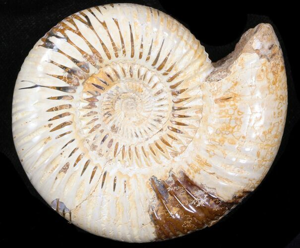 Perisphinctes Ammonite - Jurassic #38029